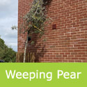 Pyrus Salicifolia Pendula Weeping Pear Tree